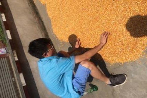 隊(duì)員們幫忙做農(nóng)活