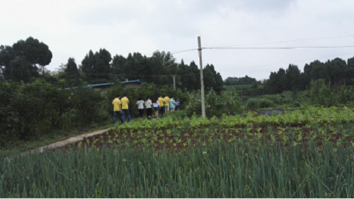 實踐隊成員在田間考察