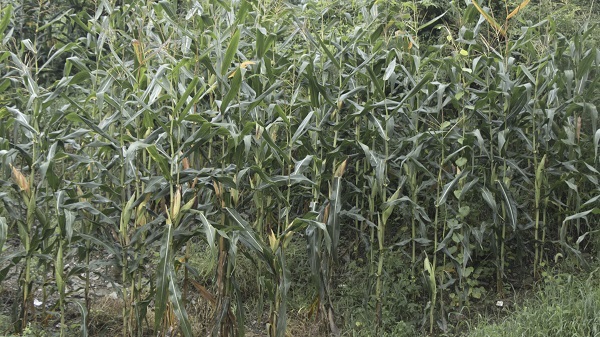 作物產(chǎn)量低下