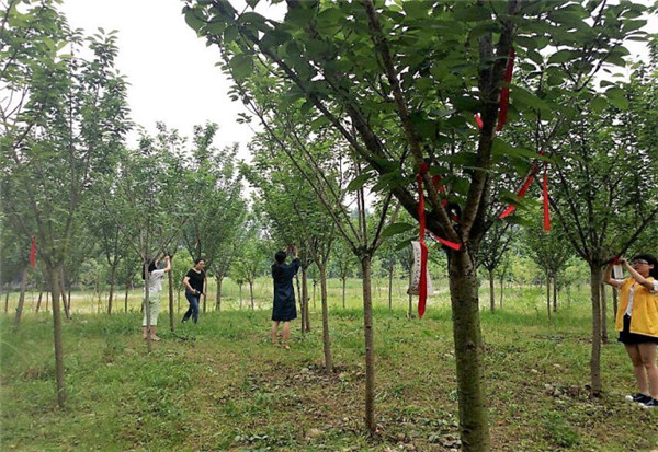 修剪后開闊的小樹林